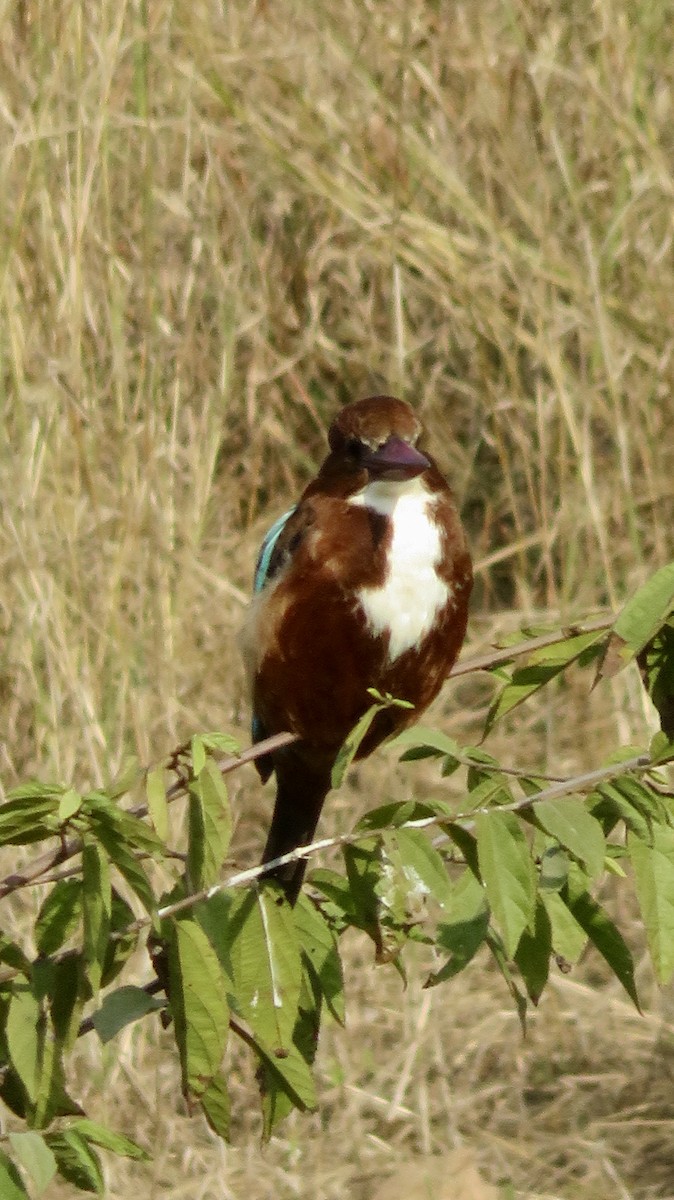 White-throated Kingfisher - ML647300229