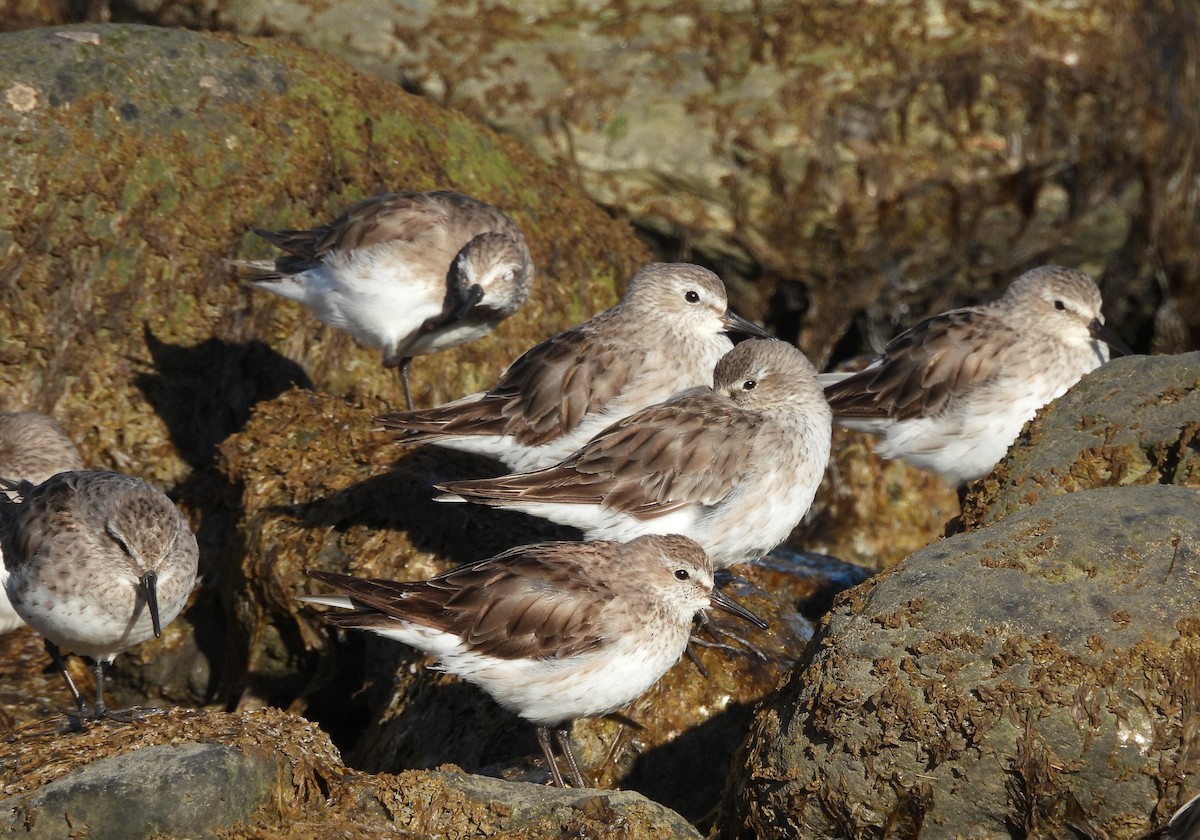 bonapartesnipe - ML647300230