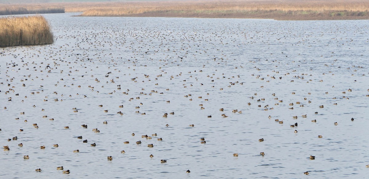 Çamurcun (crecca) - ML647300242