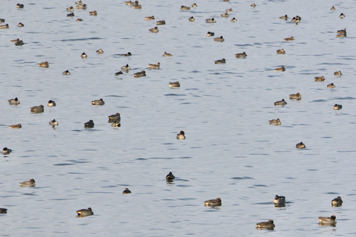 Çamurcun (crecca) - ML647300243