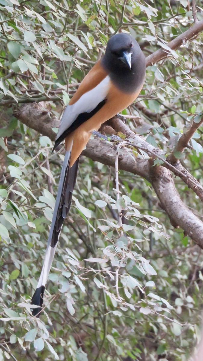 Rufous Treepie - ML647300244