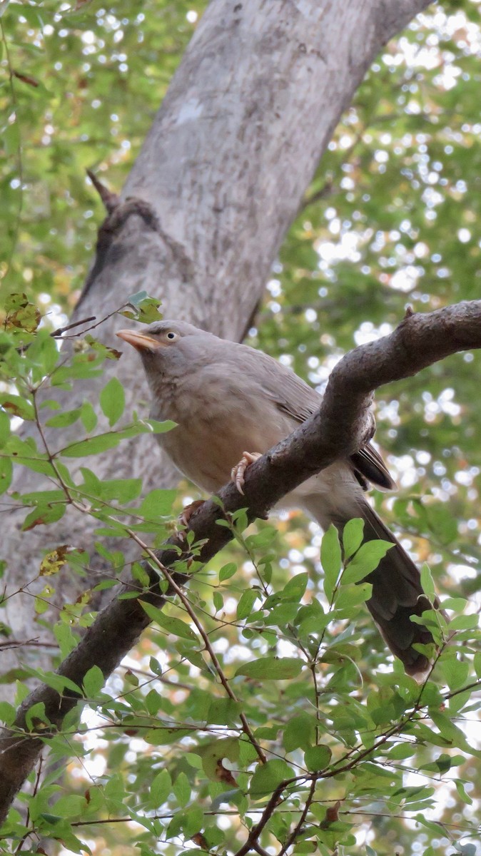 Jungle Babbler - ML647300246