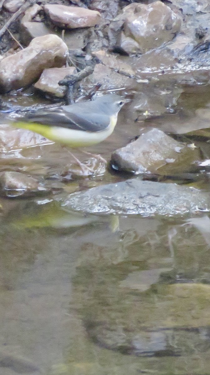 Gray Wagtail - ML647300251