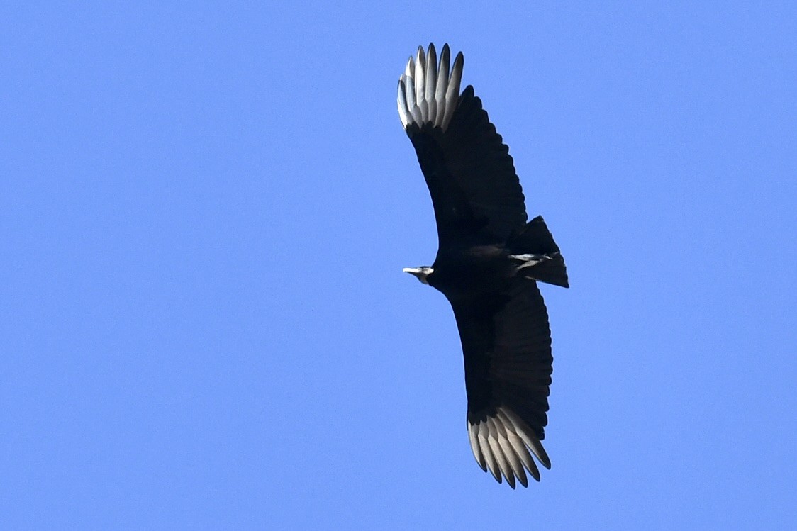 Black Vulture - ML647300255
