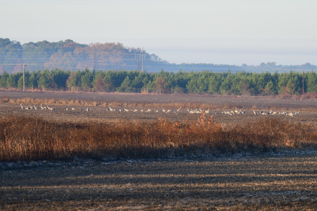 Kanadakranich - ML647300256