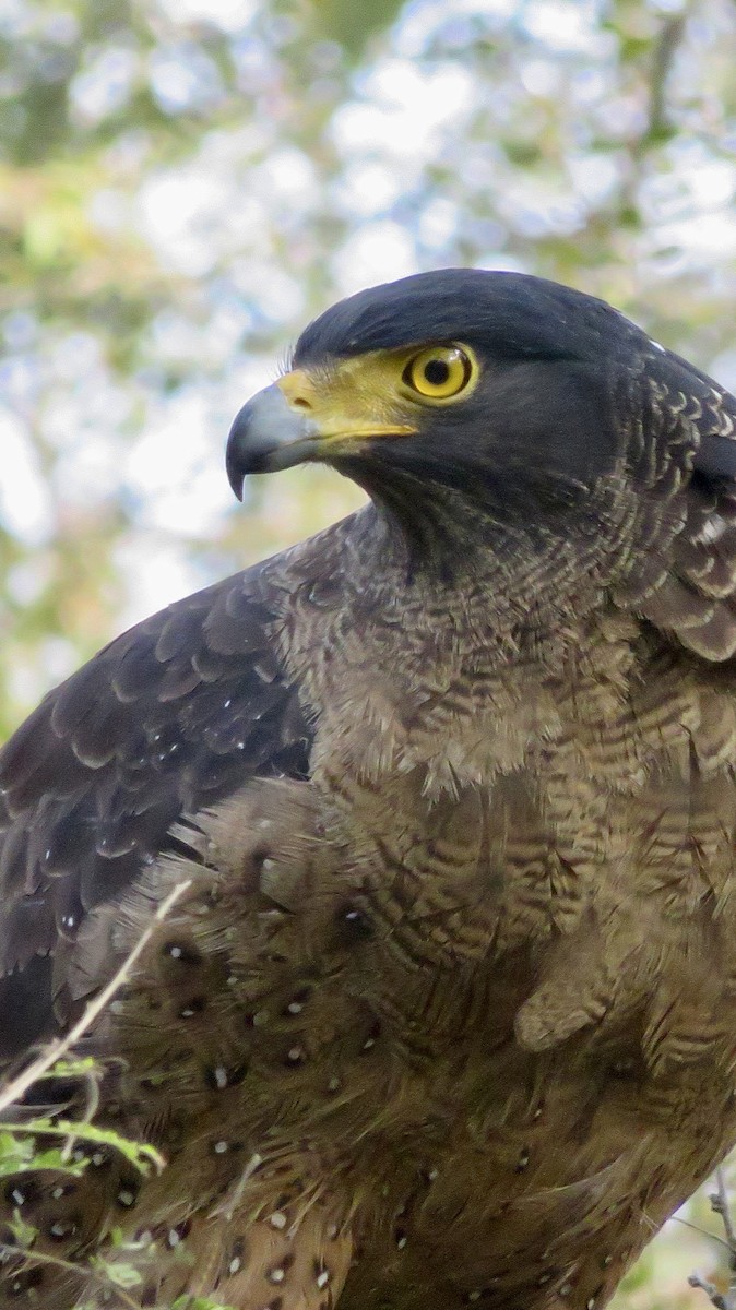 Culebrera Chiíla - ML647300261