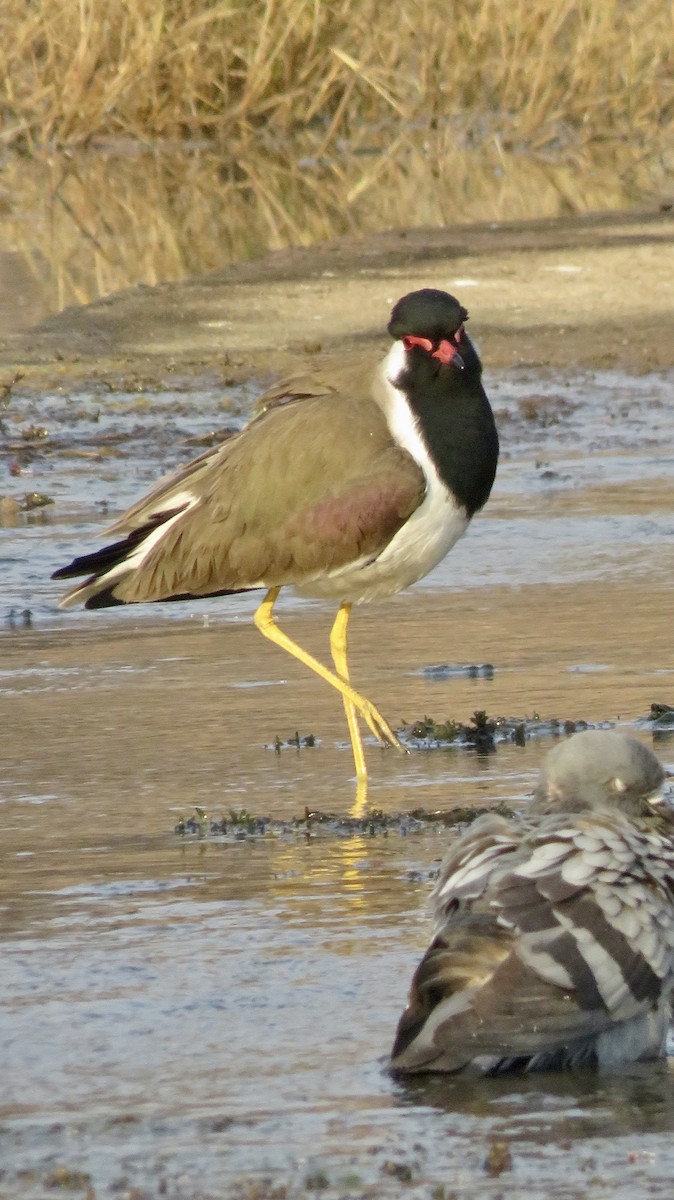 Red-wattled Lapwing - ML647300269