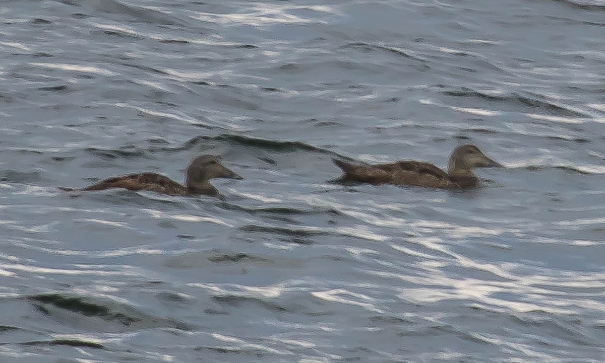 Common Eider - ML647300271