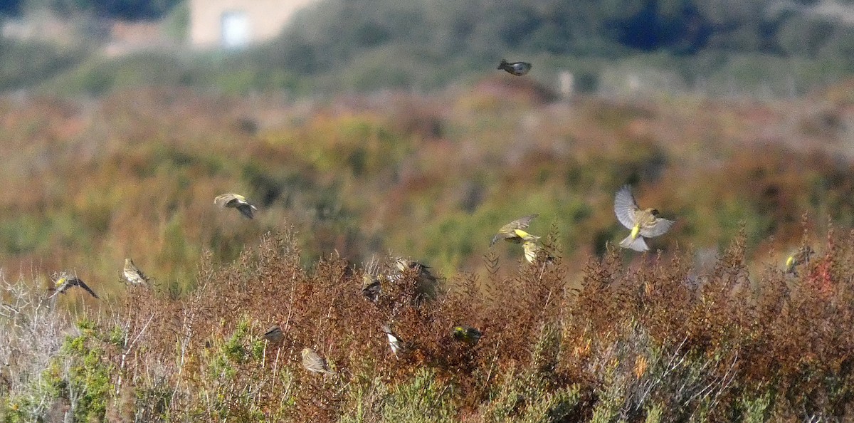 Txirriskila arrunta - ML647300273