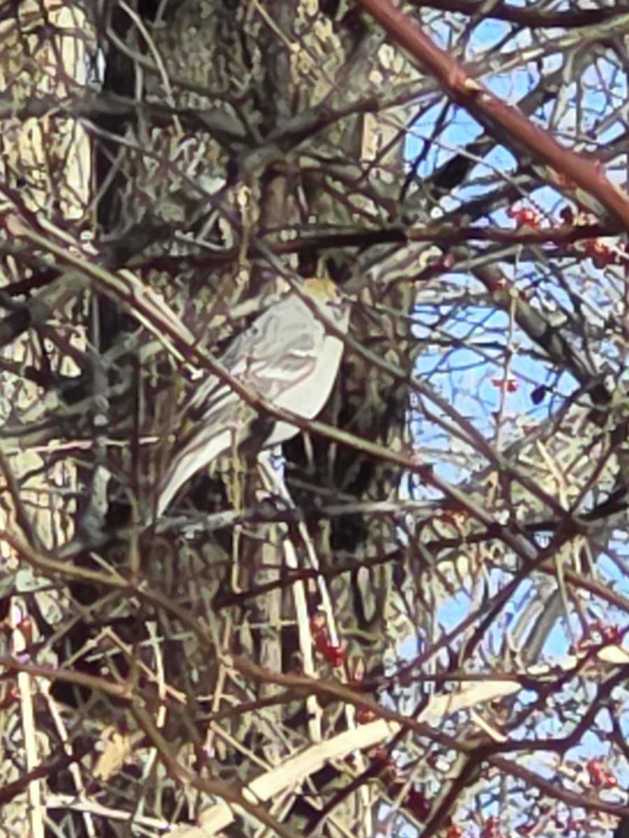 Pine Grosbeak - ML647300276