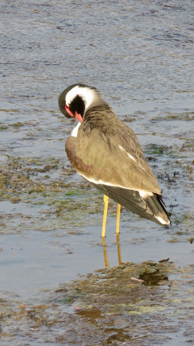 Red-wattled Lapwing - ML647300277