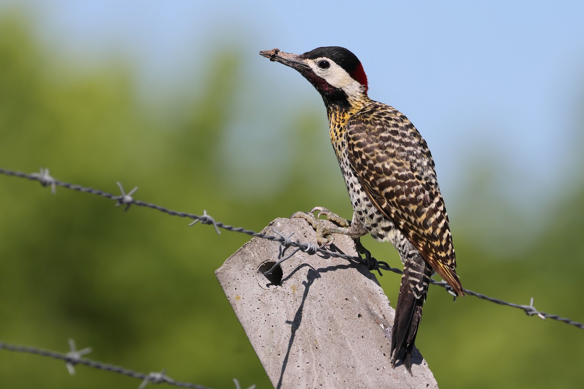 Green-barred Woodpecker - ML647300279