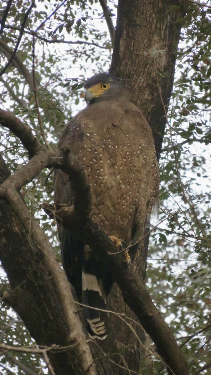 Culebrera Chiíla - ML647300284