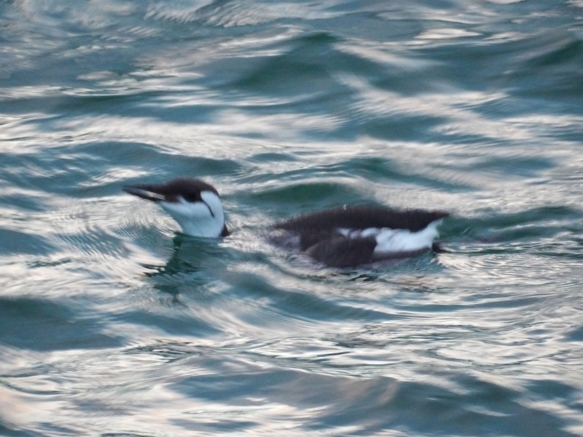 Trottellumme - ML647300290