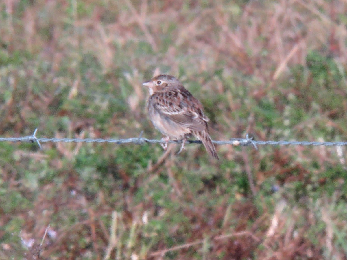 Grasshopper Sparrow - ML647300294