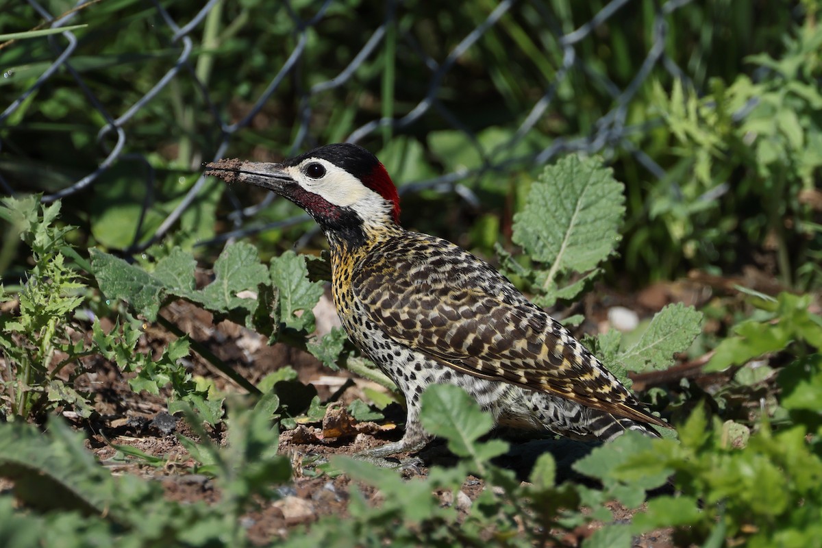 Green-barred Woodpecker - ML647300295