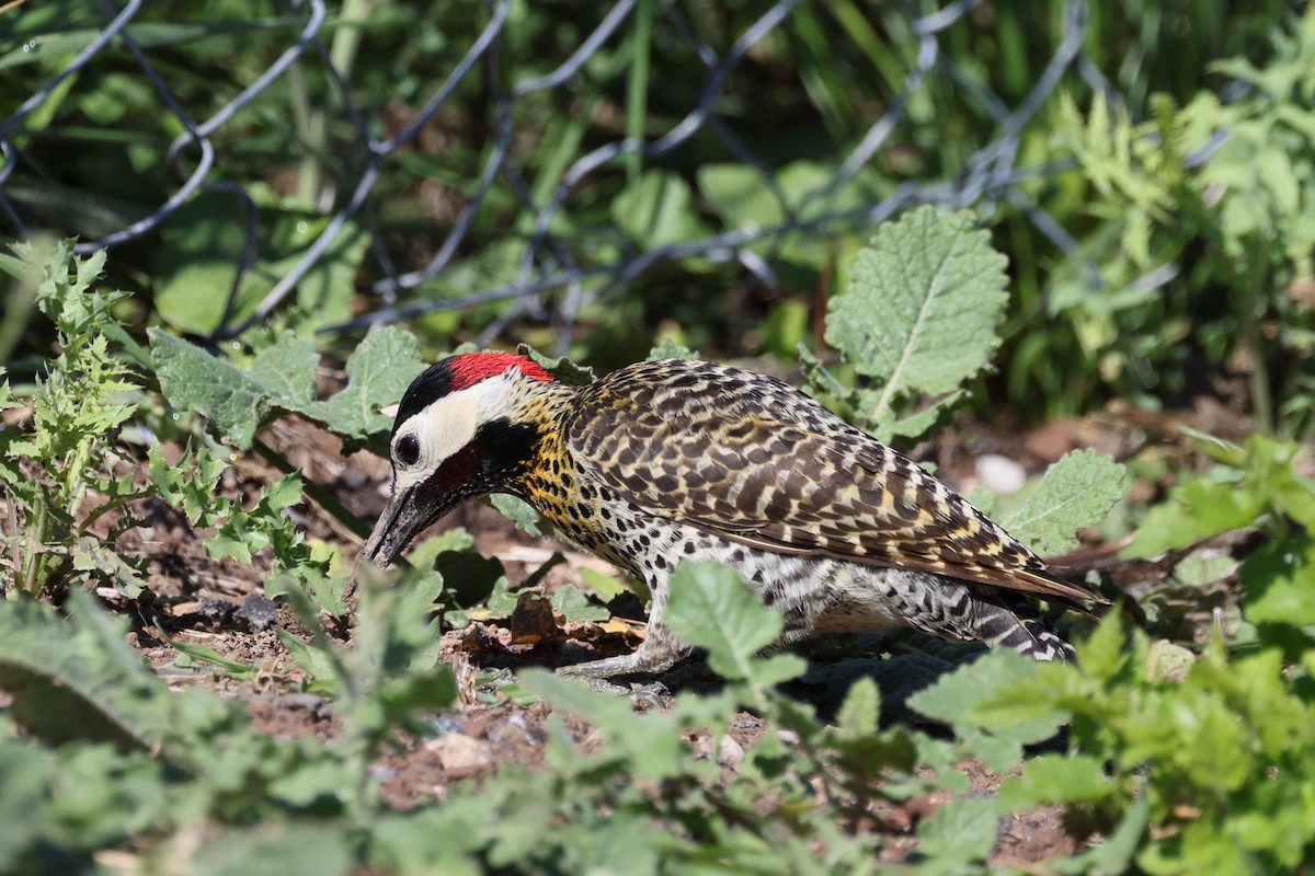 Green-barred Woodpecker - ML647300300