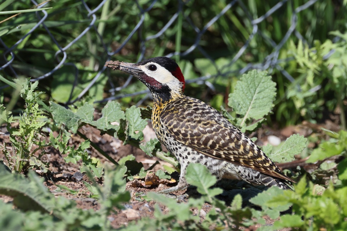 Green-barred Woodpecker - ML647300301