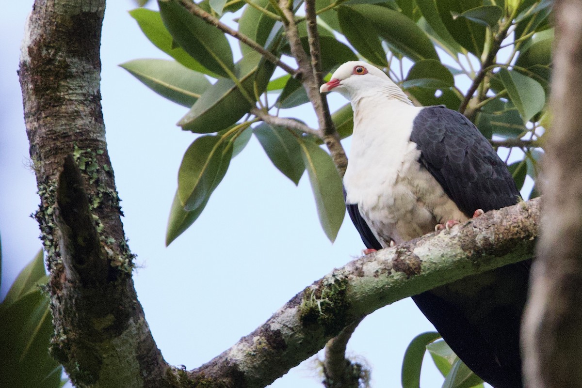 White-headed Pigeon - ML647300303
