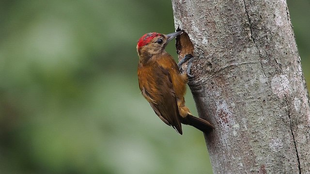 Carpintero Ahumado - ML647300304