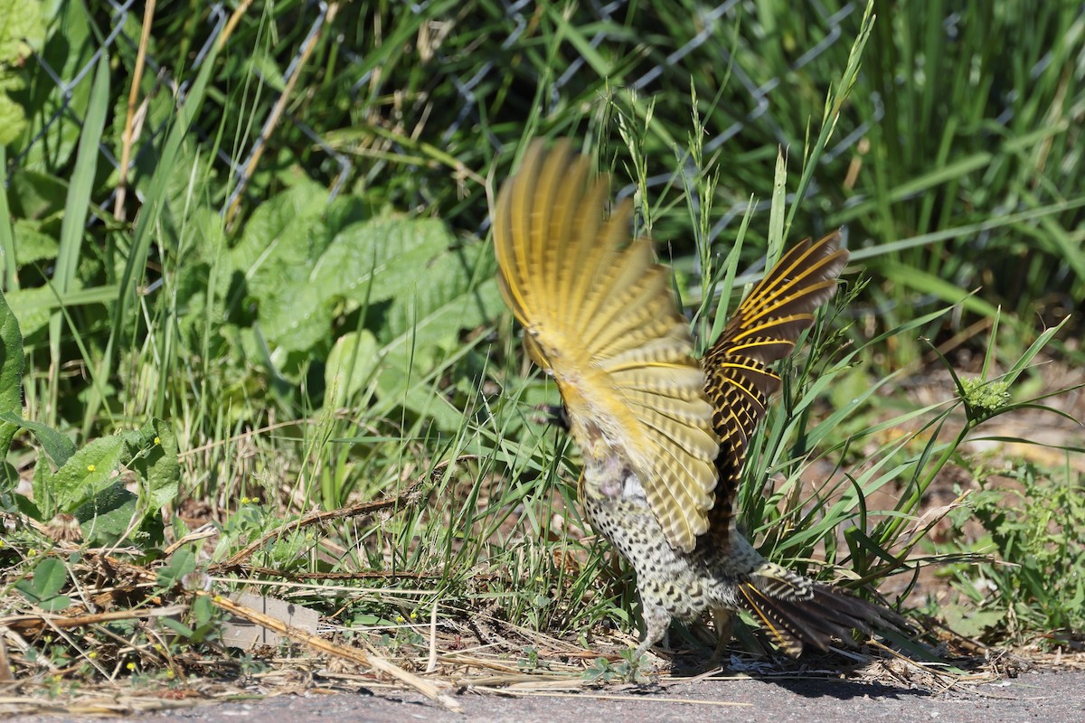 Green-barred Woodpecker - ML647300305
