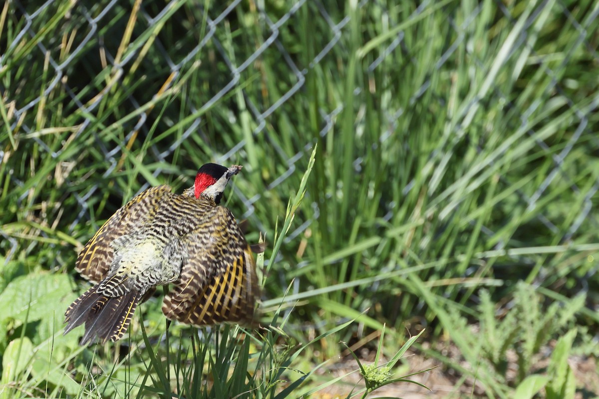Green-barred Woodpecker - ML647300308