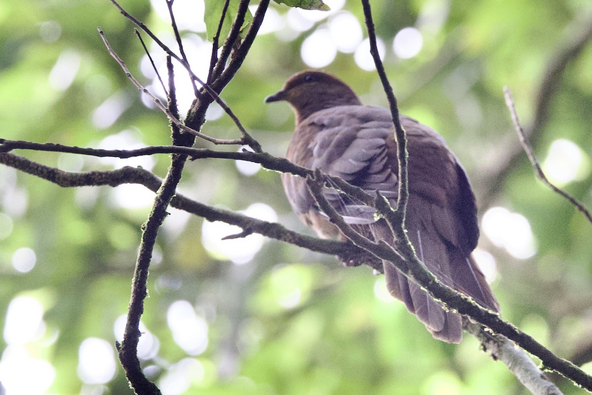 kanelgjøkdue - ML647300309