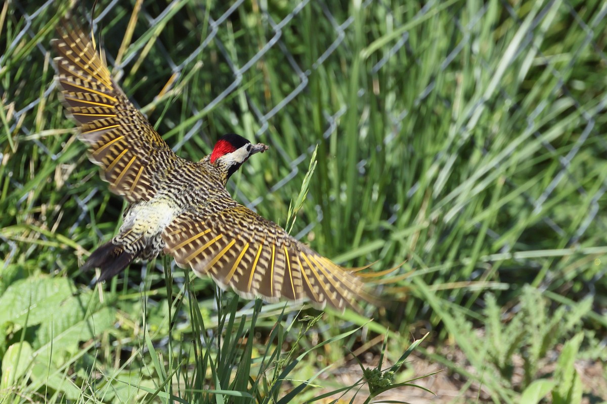 Green-barred Woodpecker - ML647300310