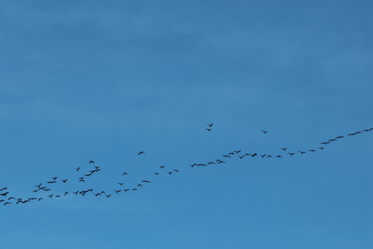 Beltzaran musuzuria - ML647300397