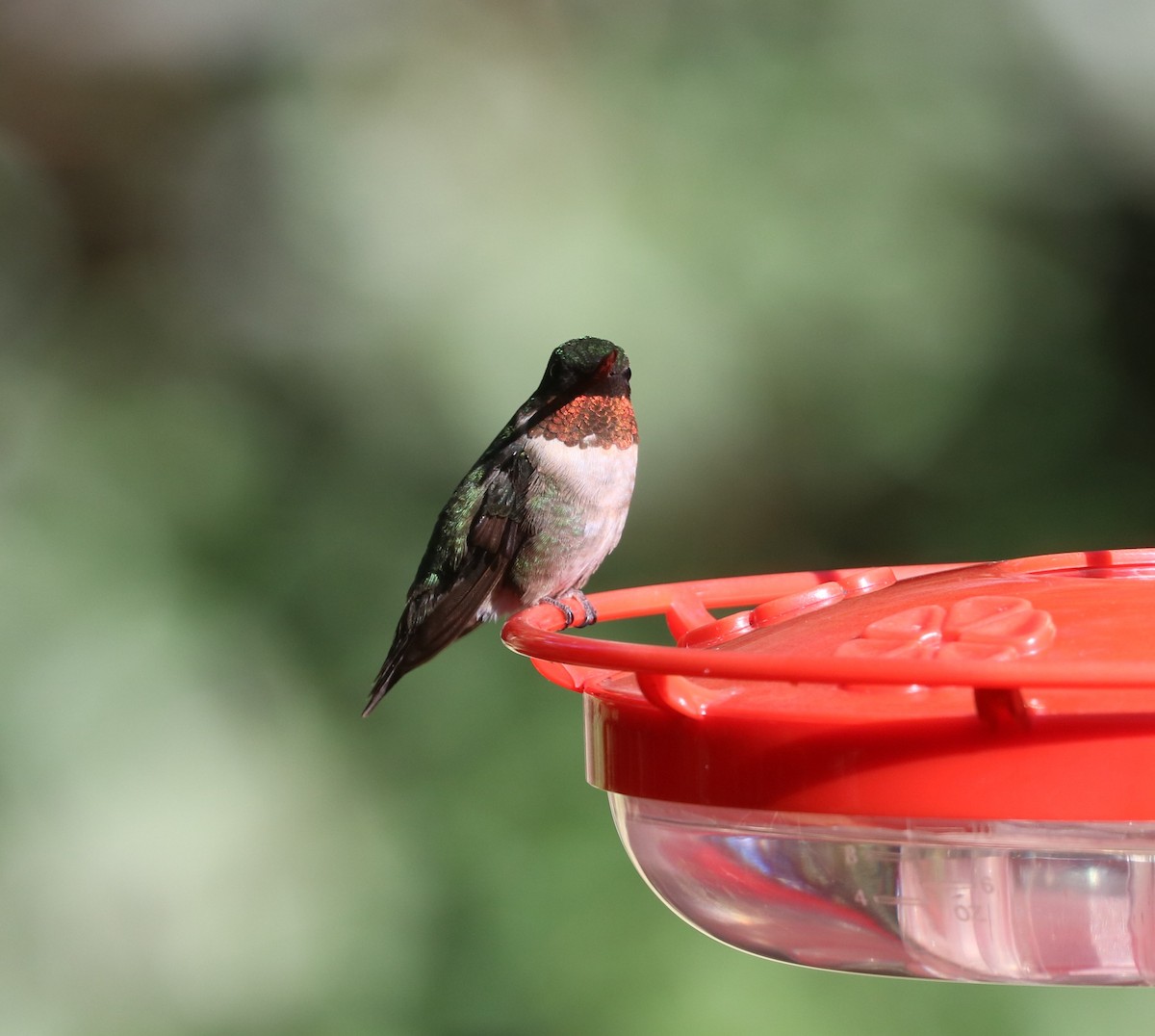 Ruby-throated Hummingbird - ML647300414