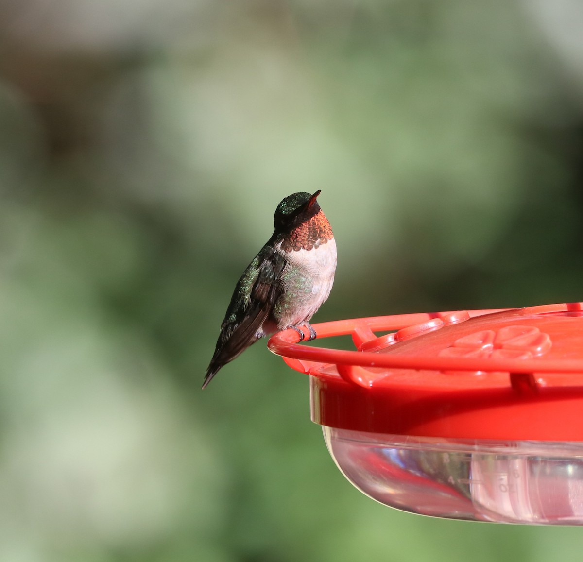 Ruby-throated Hummingbird - ML647300415