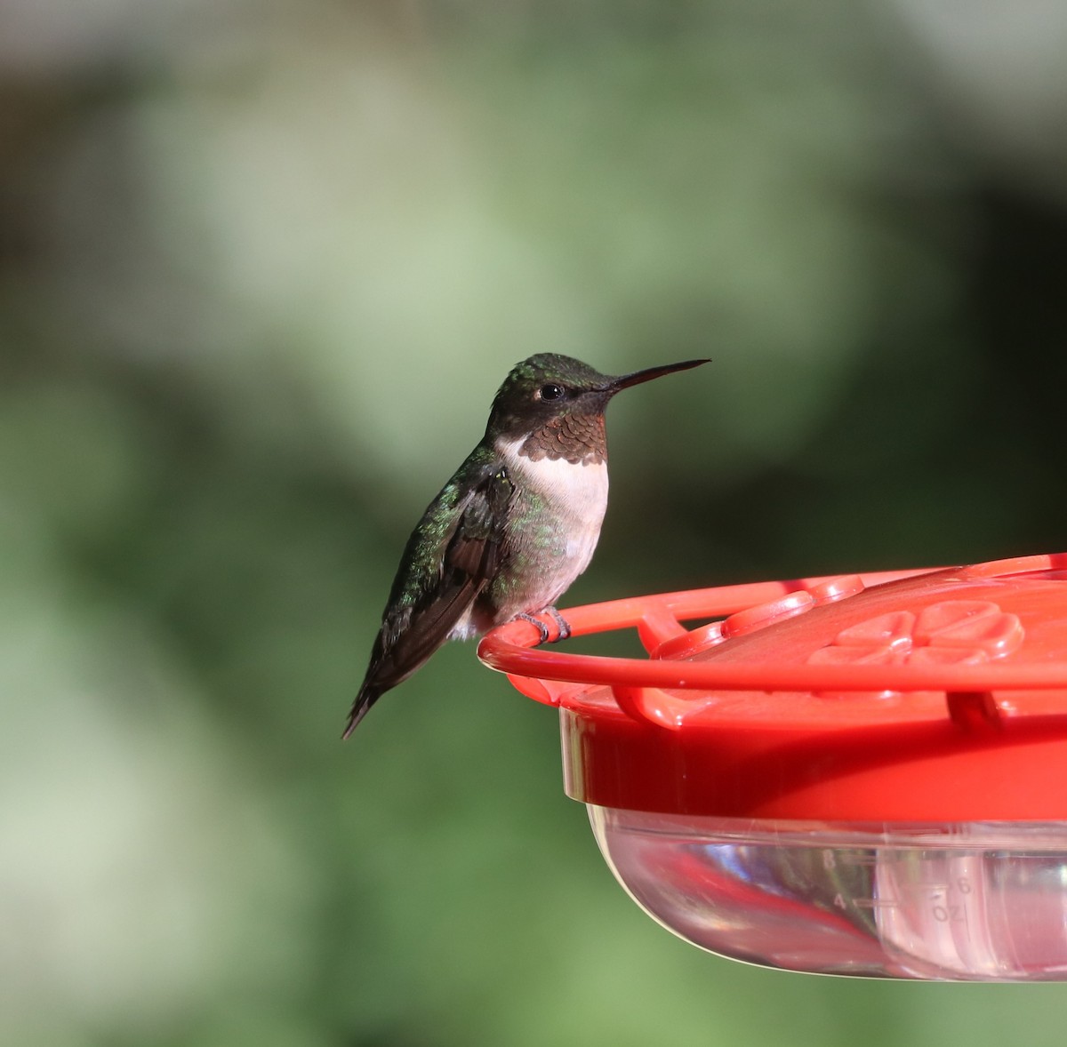 Ruby-throated Hummingbird - ML647300416