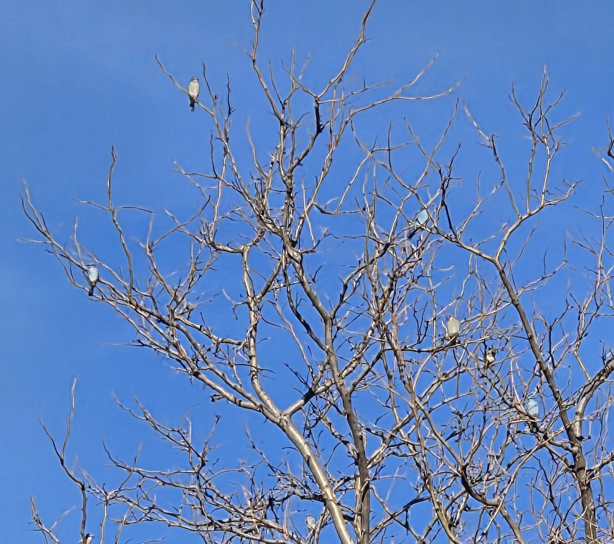 Mountain Bluebird - ML647300418