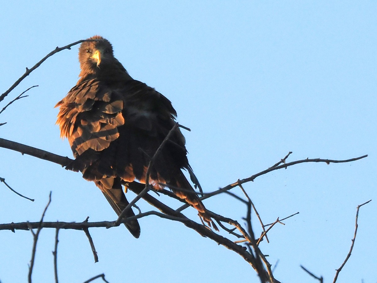 luňák hnědý (ssp. aegyptius/parasitus) - ML647300419