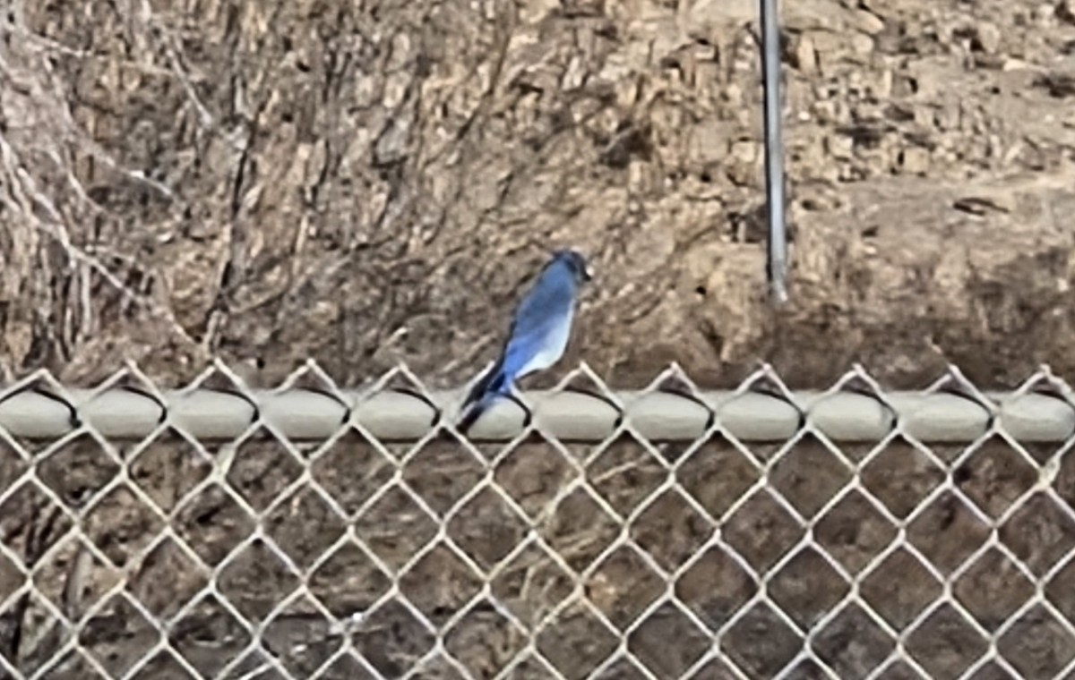 Mountain Bluebird - ML647300421
