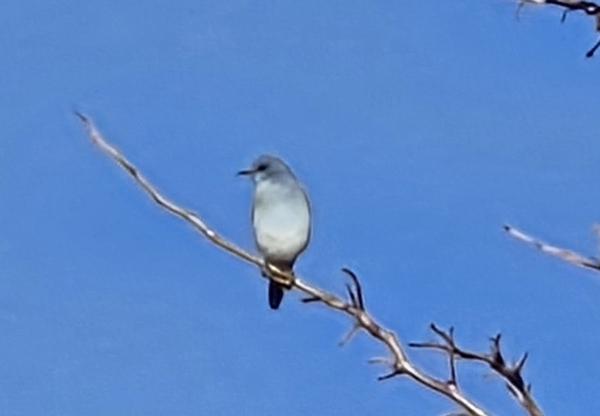 Mountain Bluebird - ML647300423