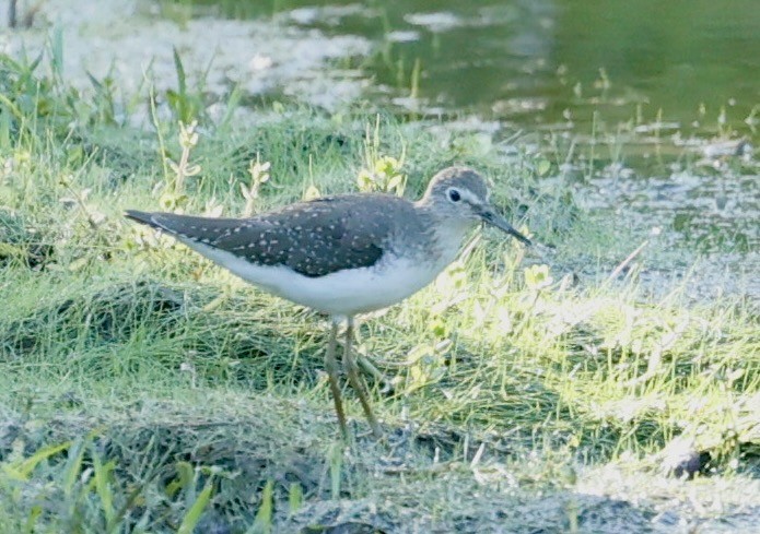 Solitary Sandpiper - ML647300424