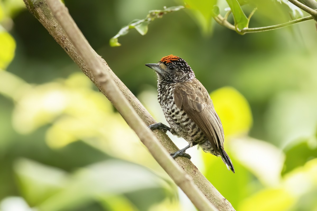 Пёстрый дятелок - ML647300434