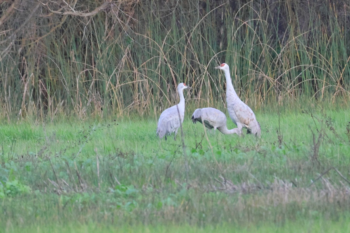 Kanadakranich - ML647300438