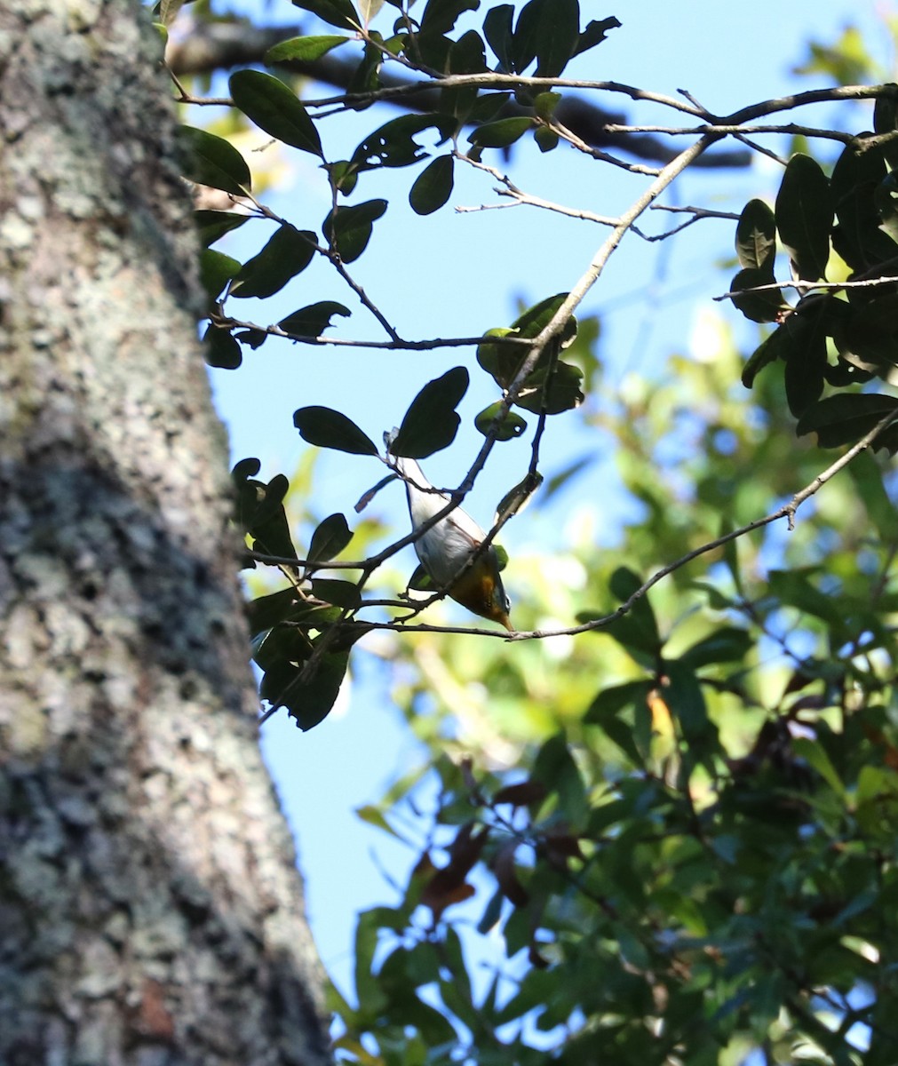 Northern Parula - ML647300440