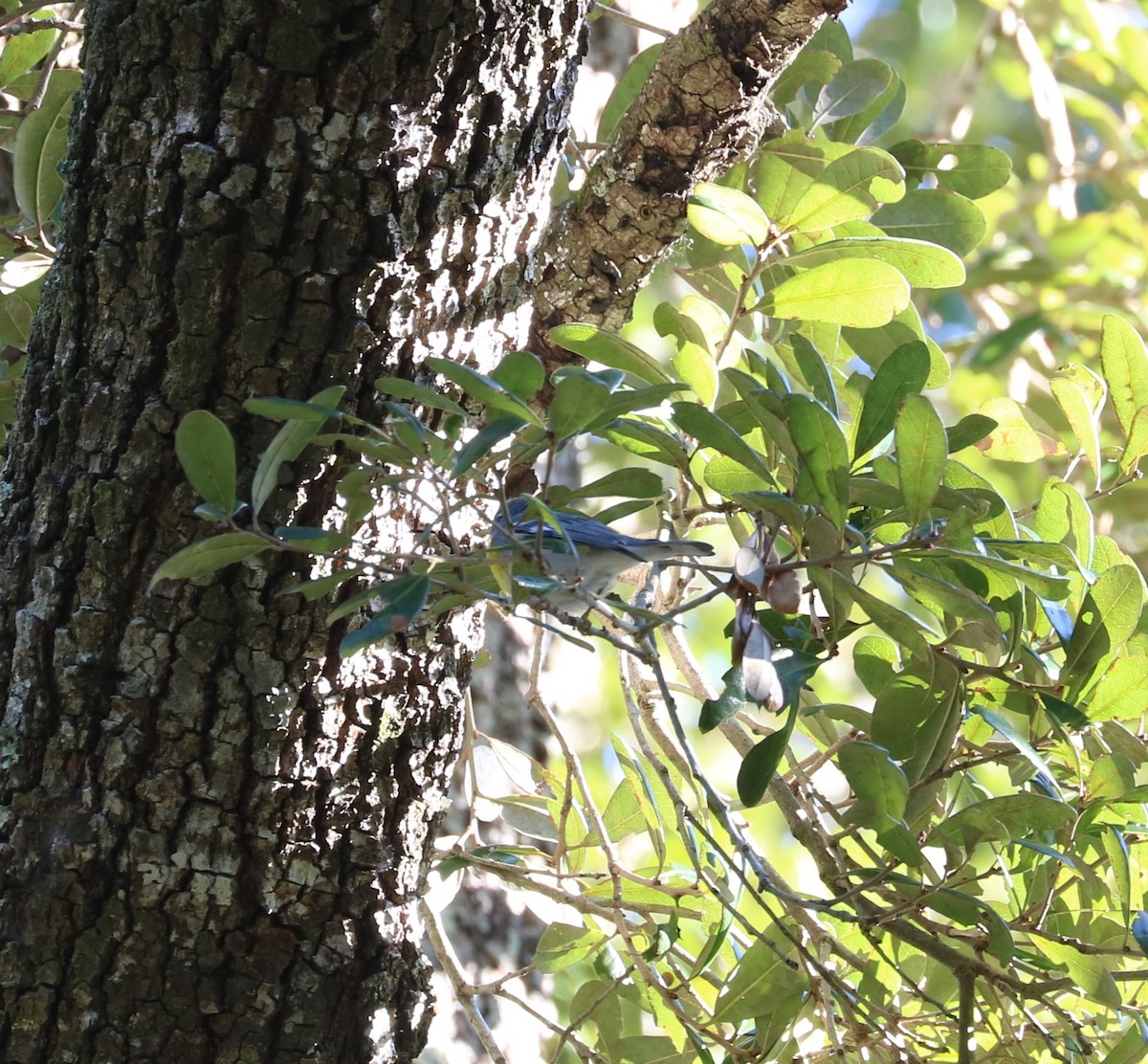 Northern Parula - ML647300441