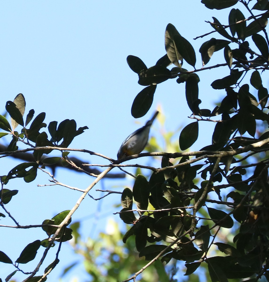 Northern Parula - ML647300442