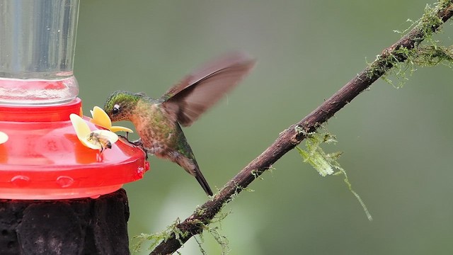 Metalura Tiria - ML647300455