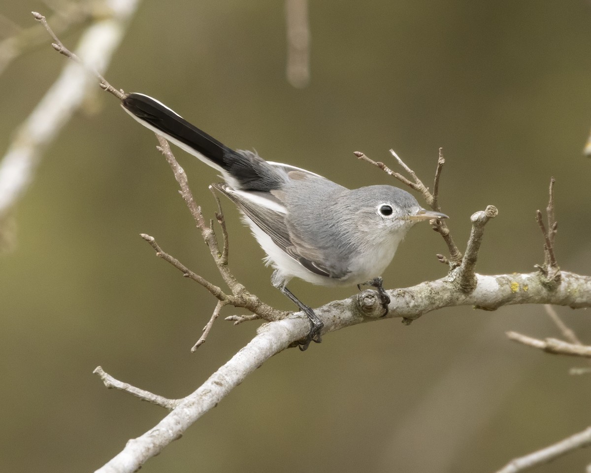 Голубая комароловка - ML647300497