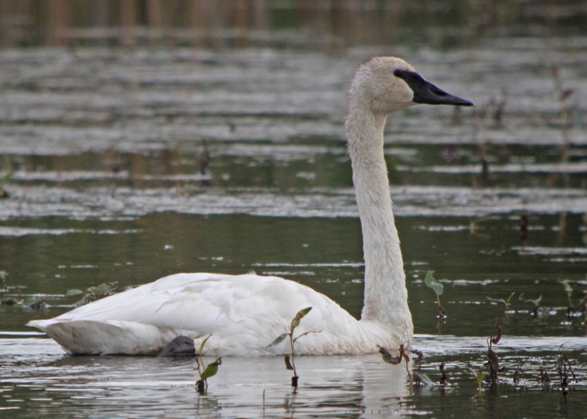 Trumpeter Swan - ML647300506