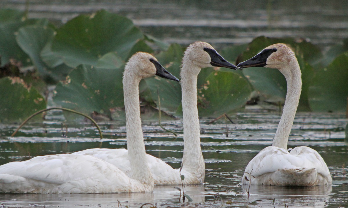 Trumpeter Swan - ML647300507