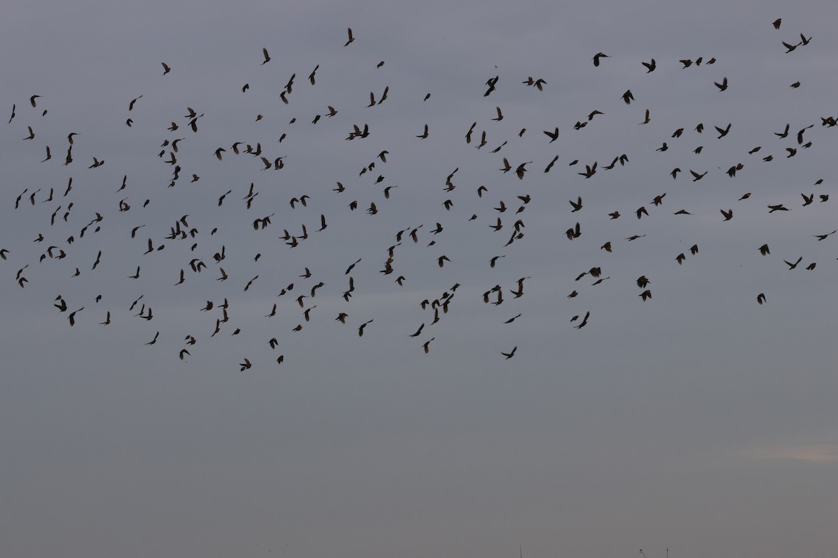 blackbird sp. - ML647300528