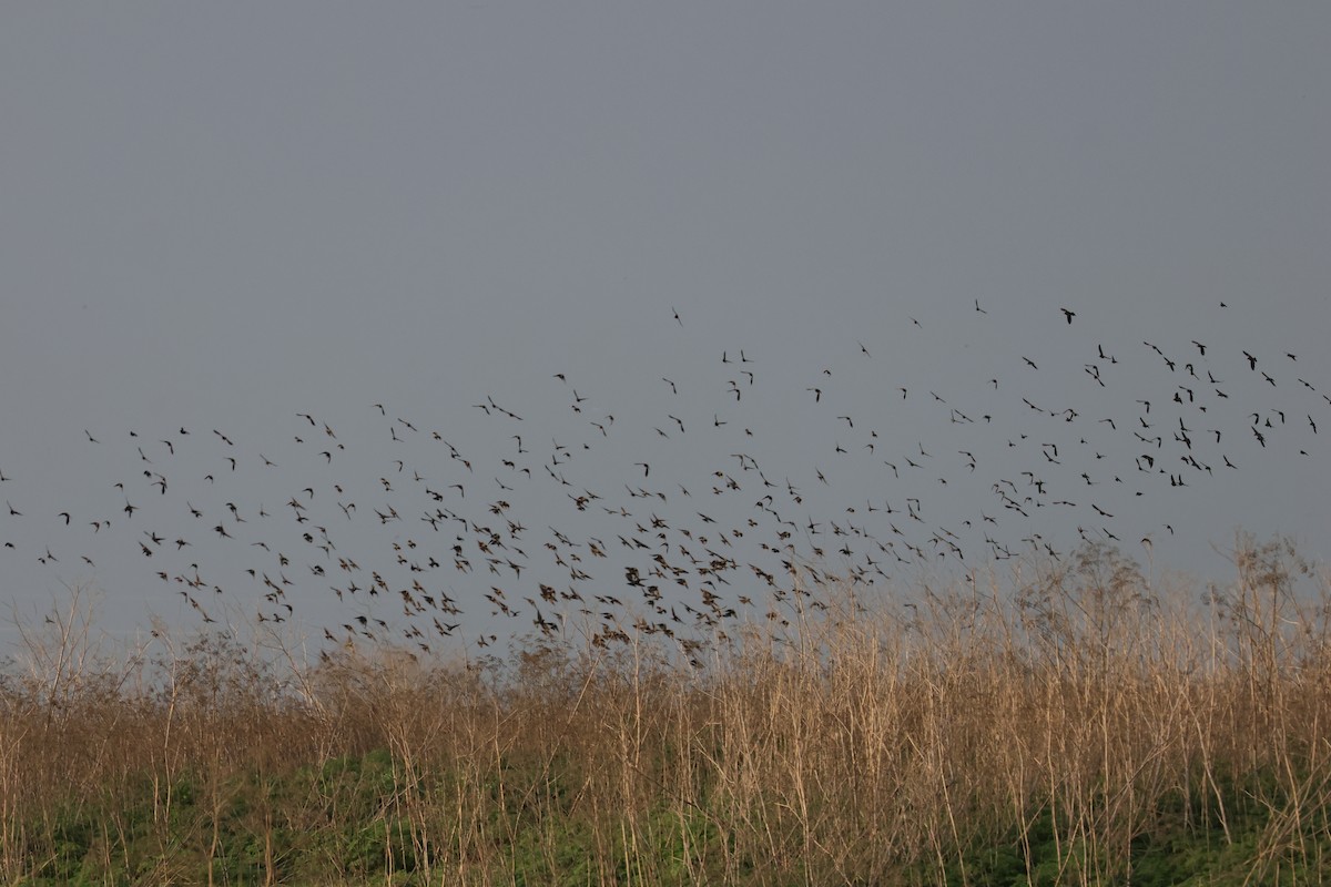 blackbird sp. - ML647300529
