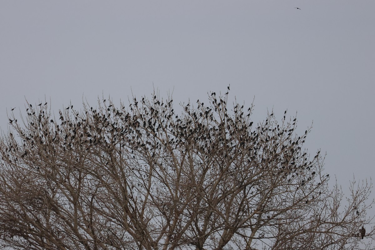 blackbird sp. - ML647300530
