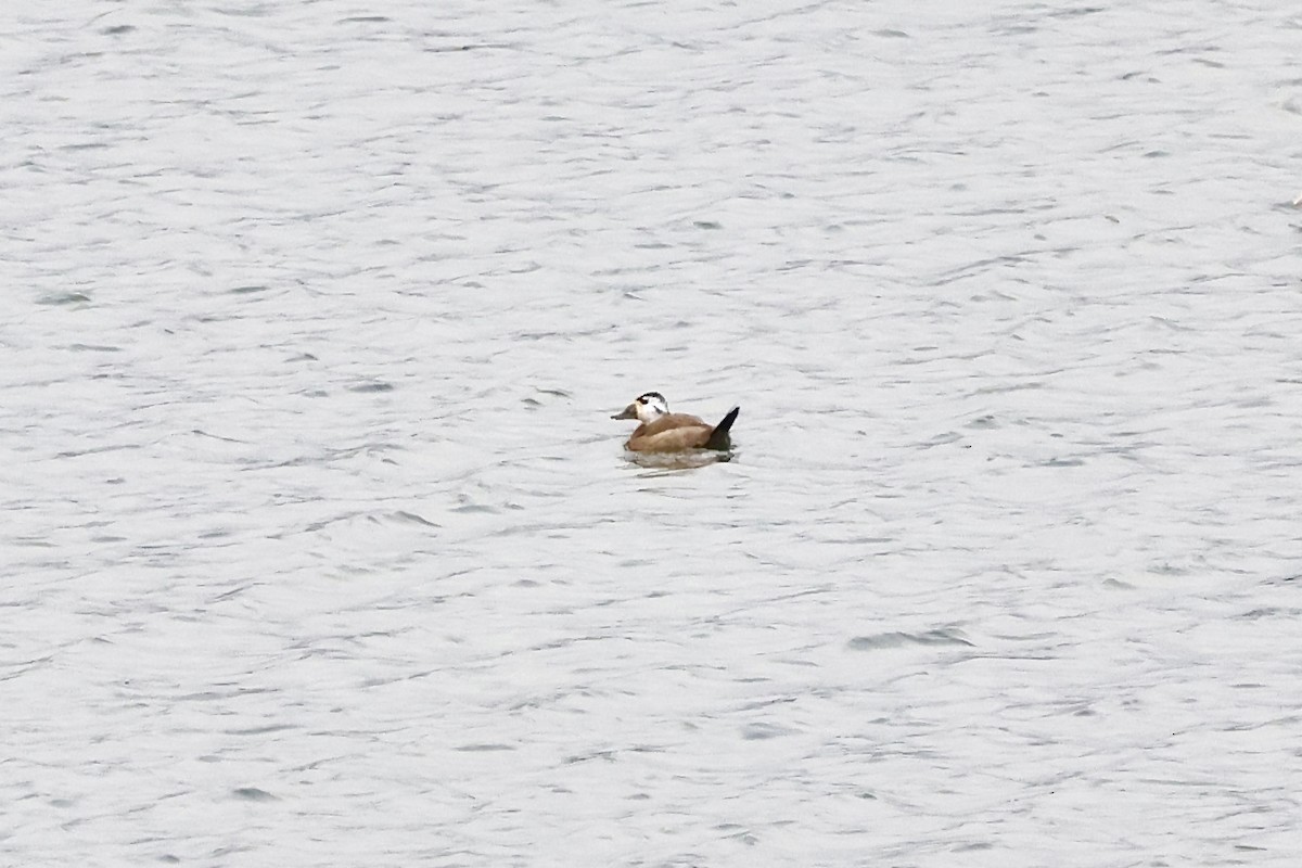 Gobbo rugginoso - ML647300538